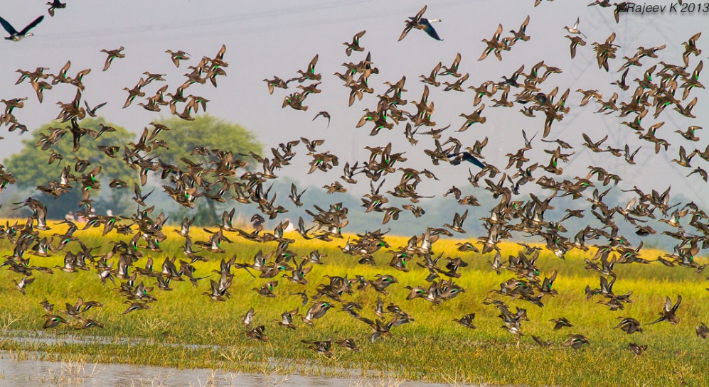 Birds in Okhla - Image Courtesy Rajeev Khanna
