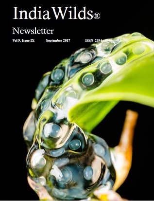 Indiawilds Newsletter Cover Page -September 2017