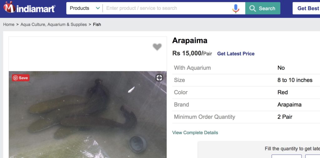 Exotic Arapaima fish on sale onlineExotic Arapaima fish on sale online