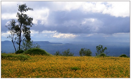 Flowers in bloom on Kaas Plateau