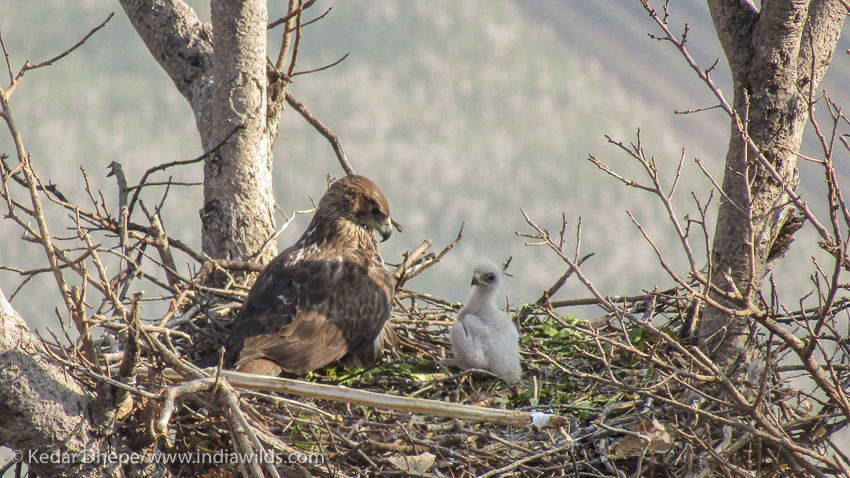 Bonellis Eagle with Chick