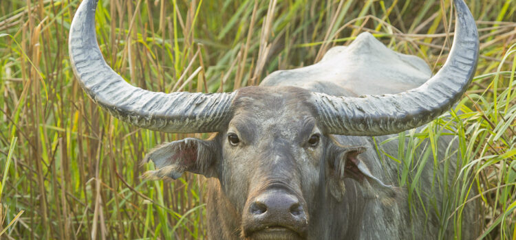 Endangered Wild Buffalo of Kaziranga One of the most endangered wild animals in Kaziranga is the Wild Buffalo. Growing upto 1200 kgs, they roam free in the 430 square kilometer area of the Kaziranga National […]
