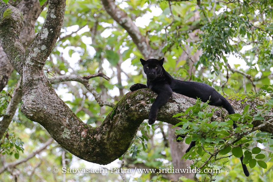black panther in tree