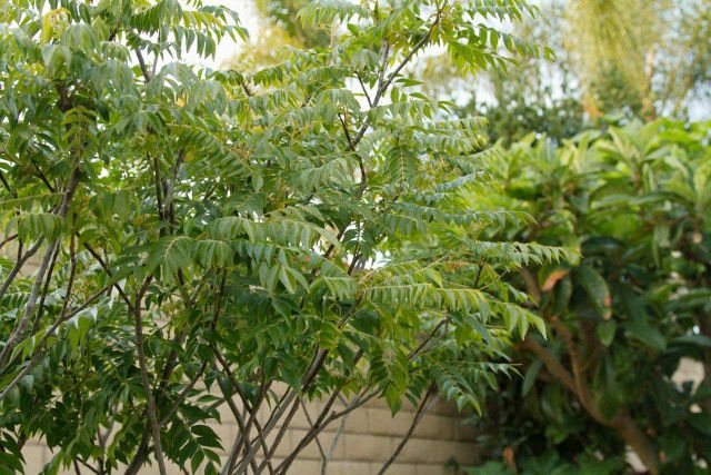 Native Curry Leaves plant