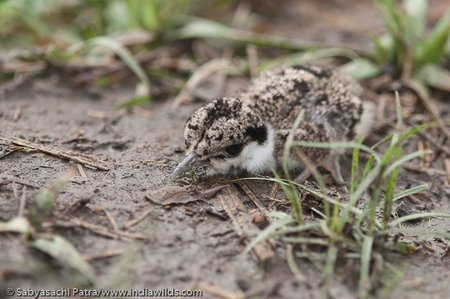 Lapwing chick with black ant. The chick lies motionless on the ground to avoid detection.