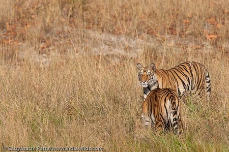 Jhurjhura tigress 
