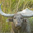 Endangered Wild Buffalo of Kaziranga One of the most endangered wild animals in Kaziranga is the Wild Buffalo. Growing upto 1200 kgs, they roam free in the 430 square kilometer area of the Kaziranga National […]