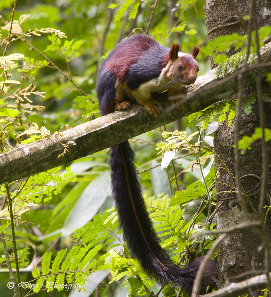 Name:  Malabar Giant Squirrel 3.jpg
Views: 344
Size:  429.0 KB